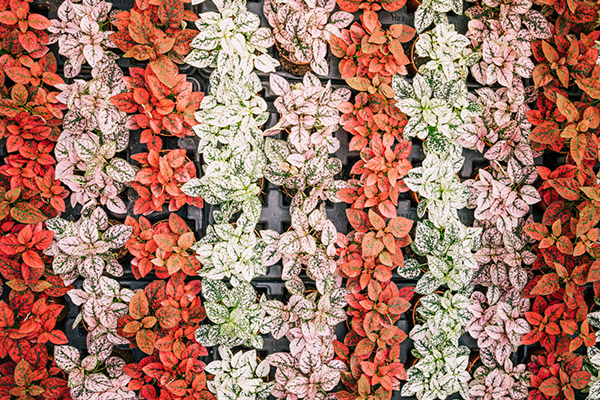 Vertical Garden Service In Mumbai