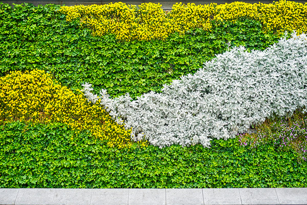 Vertical Garden Service In Mumbai