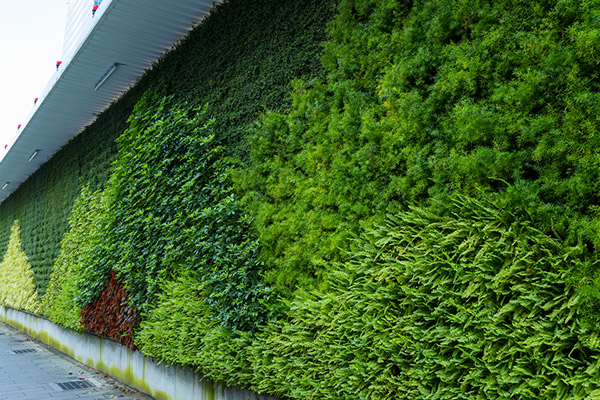 Vertical Garden Service In Mumbai
