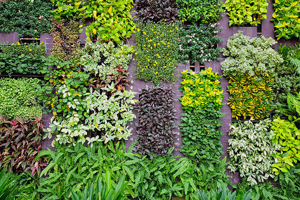 Vertical Garden Service In Mumbai