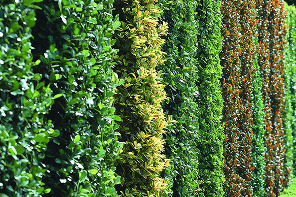 Vertical Garden Service In Mumbai
